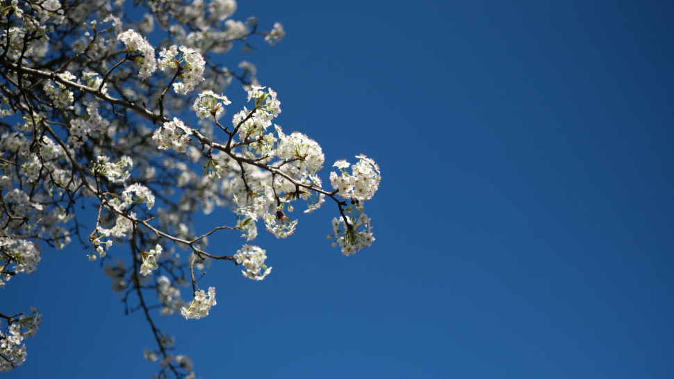 Bradford pear blossoms in a triangle facing right against an empty blue sky